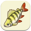 SoS Grand Bazaar - Yellow Perch