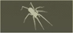 SPIDER Icon