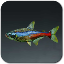 Hometown Red Tetra