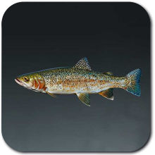 301 Rainbow Trout