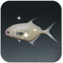 Levin Golden Pomfret