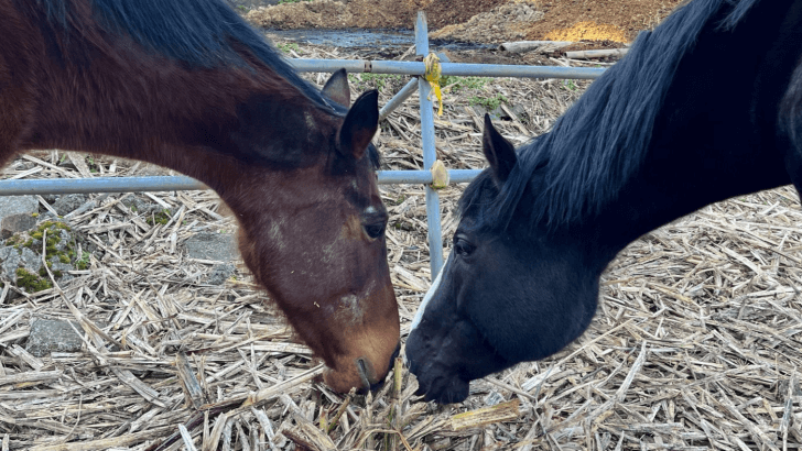 A picture of a brown and a black horse, Haru Urara and Ami, eating grass at Matha Farm