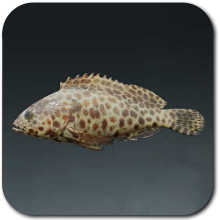 Scorched Grouper