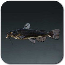 Counterpoised Catfish