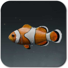 Tanneler Clownfish