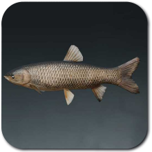 Another Grass Carp