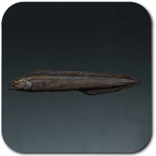 Spikefling Sea Eel