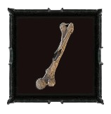 Blackened Femur