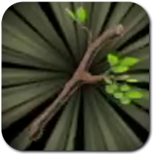 Hyrule Warriors: Age of Imprisonment- Tree Branch