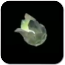 Brightbloom Seed Image