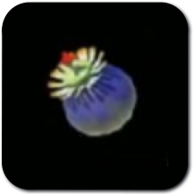 Bomb Flower Image
