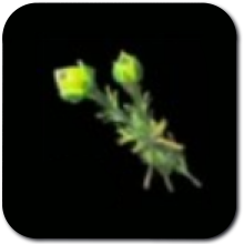 Hyrule Herb Image