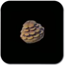Hylian Pine Cone Icon