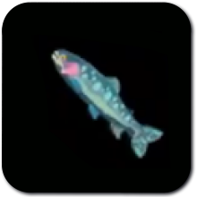 Chillfin Trout Image