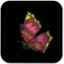 Summerwing Butterfly Image