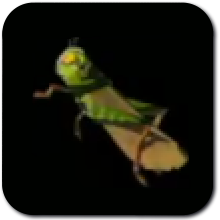 Restless Cricket Image