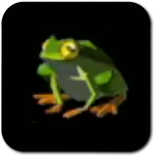 Hot-Footed Frog Image