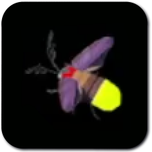 Sunset Firefly Image