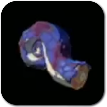 Age of Imprisonment Blue Lizalfos Tail