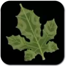 Korok Frond Image