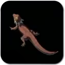 Hightail Lizard Image