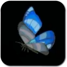 Winterwing Butterfly Image