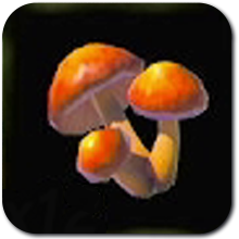 Sunshroom Image