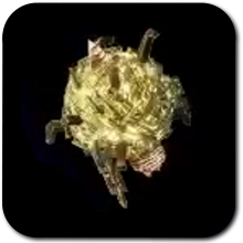 Electric Hinox Horn Image