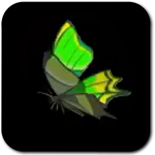 Thunderwing Butterfly  Image