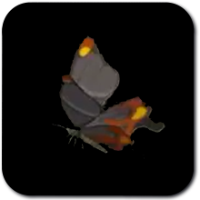 Smotherwing Butterfly Image