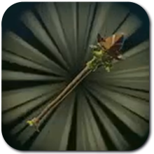 Hyrule Warriors Age of Imprisonment- Forest Dweller