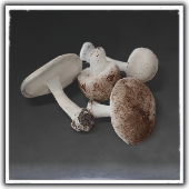 Mushrooms Image