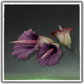 Vicious Flower Image