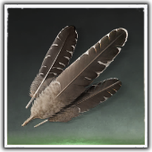 Eeagle Feathers Image
