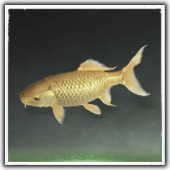 Golden Carp Image