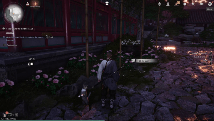 Interact with the Tabby Cat