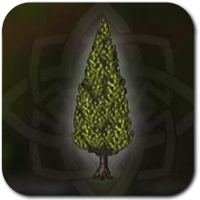 Conifer Tree