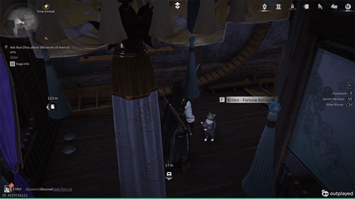 Kitten - Fortune Raccoon