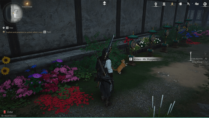 Kitten - Mr. Prosperity