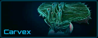 Carvex