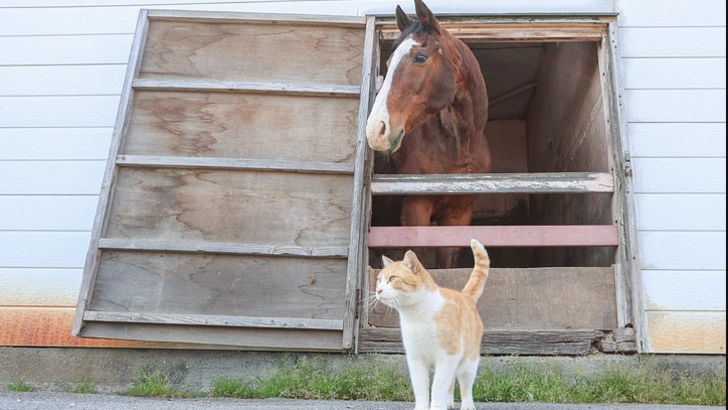 Real-Life Meisho Doto