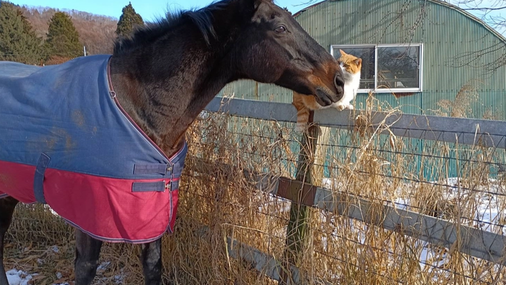 Horse In Northern Lake Farm