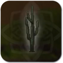 Cactus