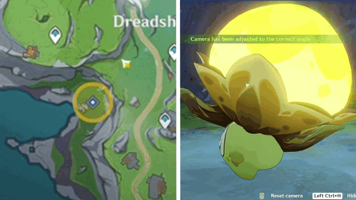 Mandragora Photograph