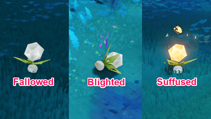 Mandragora Energy States