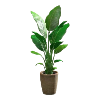 Bird-of-Paradise - Brown