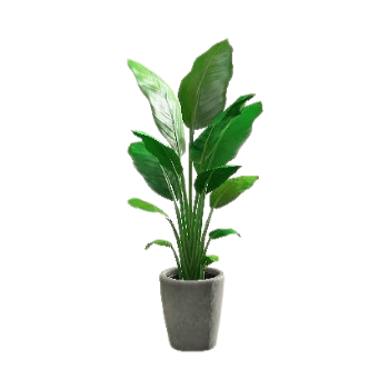 Bird-of-Paradise - Gray