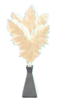 Pampas Grass - Black