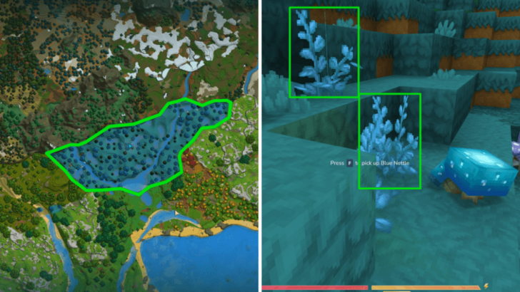 Blue Nettle Location