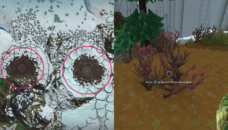 Winter Berry Bush Location